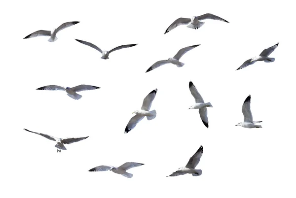 Flying Gulls — Stock Photo, Image