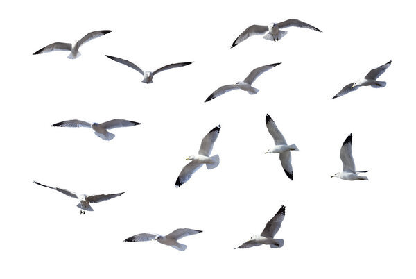 Flying Gulls