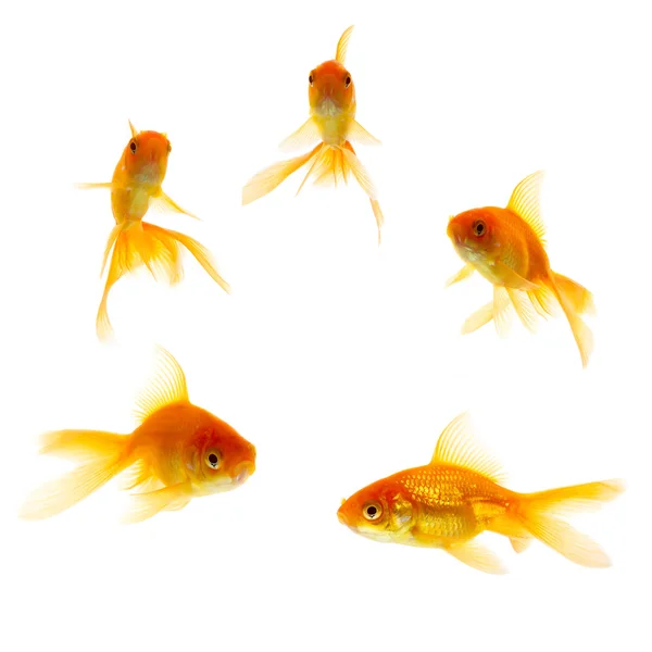Gold Fishes Stock Picture