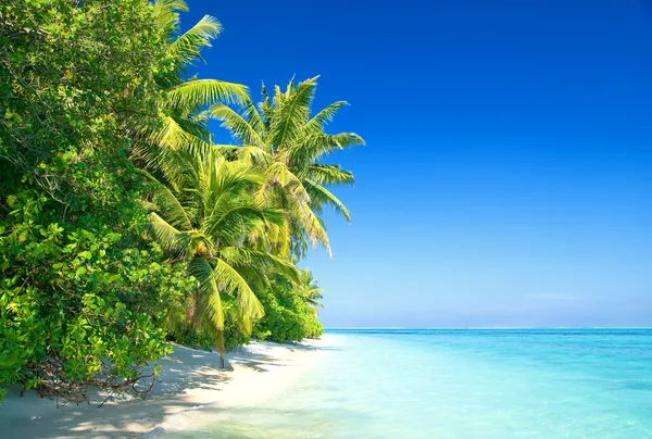 Тропический пляж с кокосовыми пальмами — стоковое фото