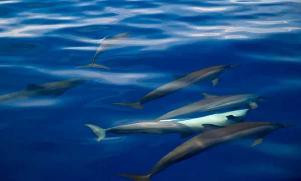 Golfinhos nadando no oceano indiano — Fotografia de Stock