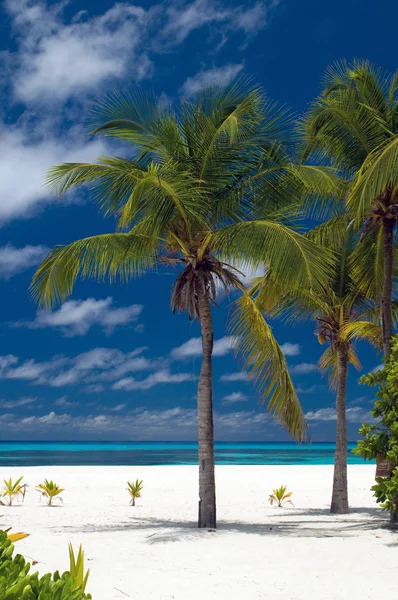 在美丽的沙滩棕榈树 — 图库照片