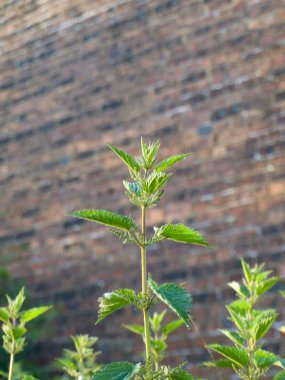 büyük yeşil ısırgan otu
