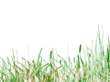 Green Grass and Reeds on White Background clipart