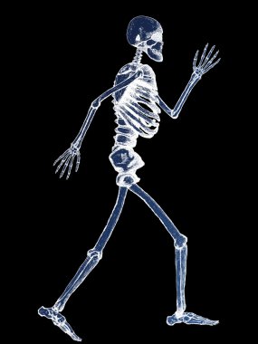 X-Ray of Full Human Skeleton Illustration clipart