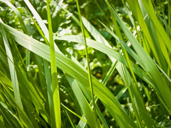 Natural Wavy Leaves of Long Grass — Stock Photo, Image