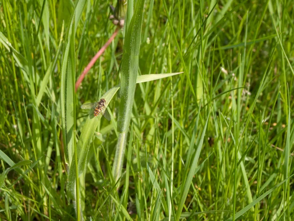 stock image Close-up of Wasp in Long Grass