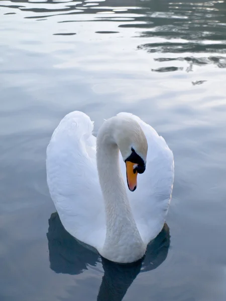 Hermoso cisne flotando en el agua — Foto de Stock