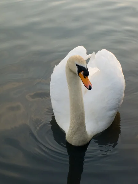 Swan flotando nadando en el estanque —  Fotos de Stock