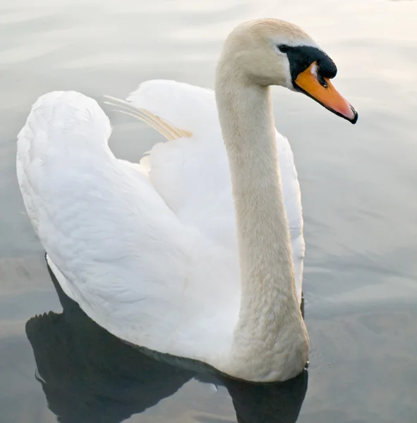 Beautiful Swan Floating Swimming — Stock Photo, Image