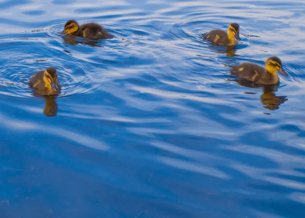 Baby ganzen en eenden, zwemmen — Stockfoto