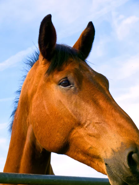 Закрыть голову лошади — стоковое фото