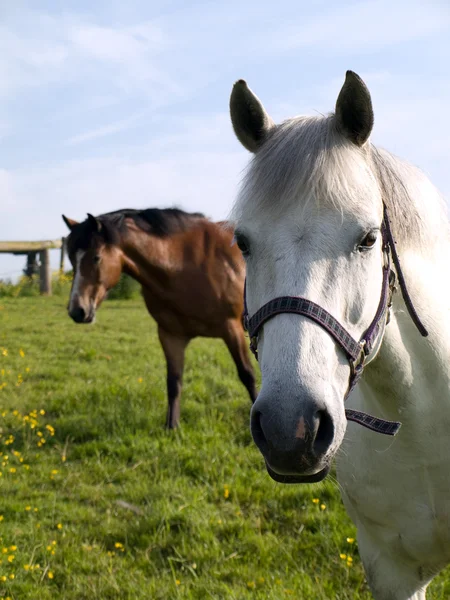 Dwa konie w polu wiosną — Zdjęcie stockowe