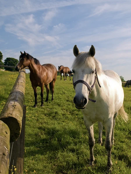 To heste i grønt felt i britisk sommer - Stock-foto