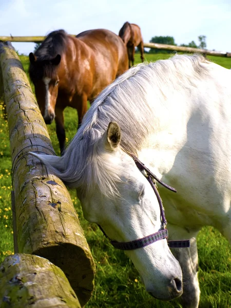 Dwa konie, drapanie fencepost — Zdjęcie stockowe