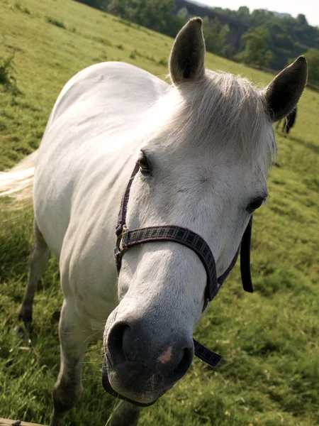 Widok przechylony białego konia — Zdjęcie stockowe