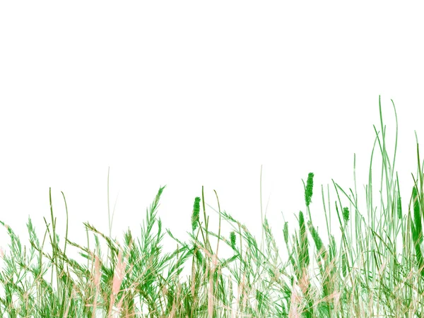Green Grass and Reeds on White Background — Stock Photo, Image
