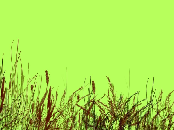 Gras und Schilf auf grünem Hintergrund — Stockfoto