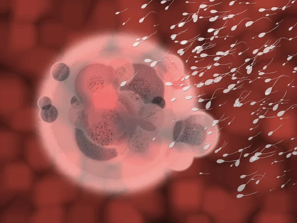 Female Egg Cell with Sperm Fertilising — Stock Photo, Image