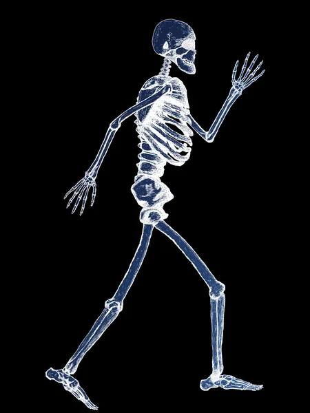 stock image X-Ray of Full Human Skeleton Illustration