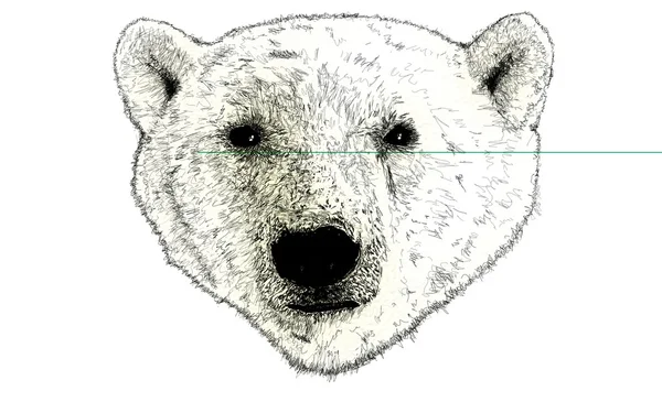 Tête d'un ours polaire Illustration sur blanc — Photo