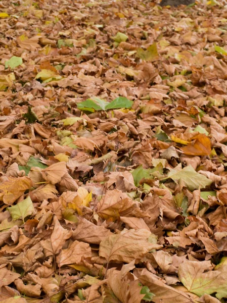 stock image Autumn Golden Brown Leaves Pattern