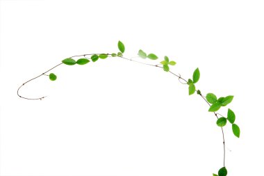 Vine isolated on white background clipart