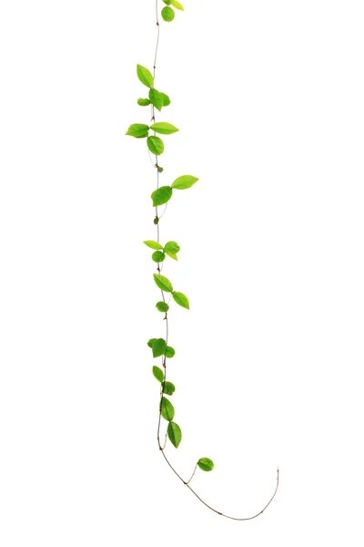 stock image Vine isolated on white background