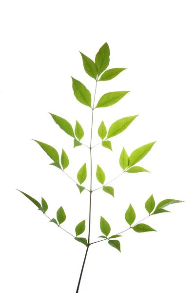 stock image Tree leaf