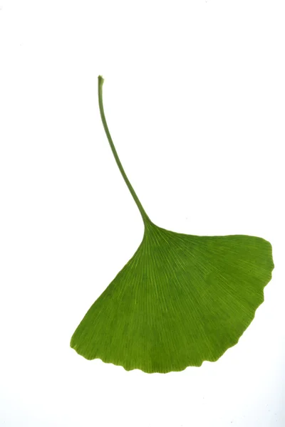 Tree leaf — Stock Photo, Image