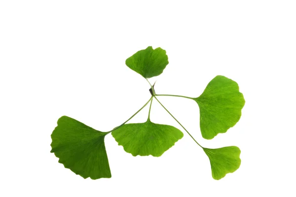 Tree leaf — Stock Photo, Image