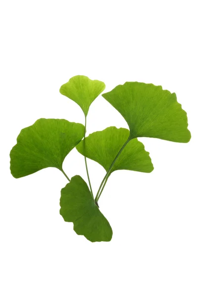 애쉬 트리 잎 흰색 배경에 고립 — 스톡 사진