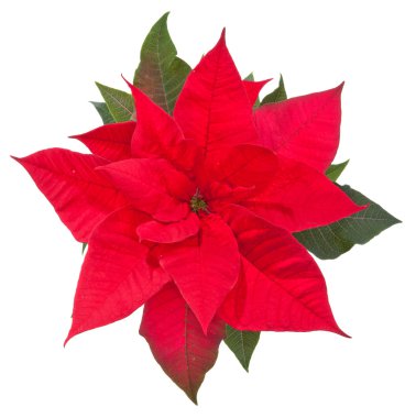 Poinsettia flower on white - top view clipart