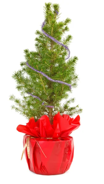 Liten julgran i dekorativ kruka — Stockfoto