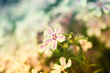 Flowers in a garden clipart