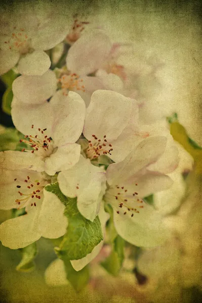 Grunge perzik bloemen — Stockfoto