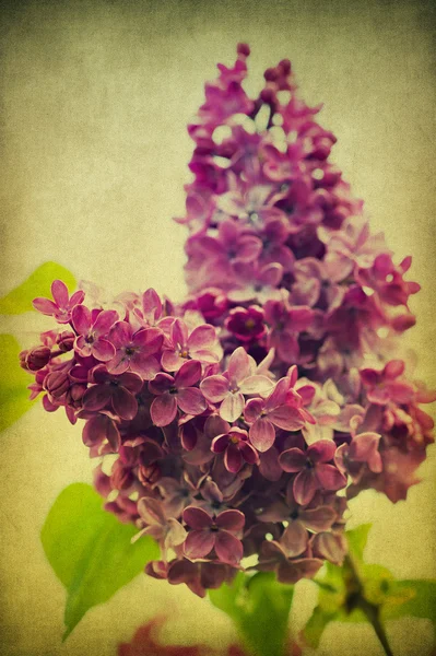 Grunge lilac flower — Stock Photo, Image