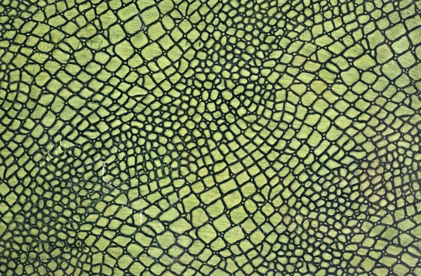 Pele de cobra verde — Fotografia de Stock