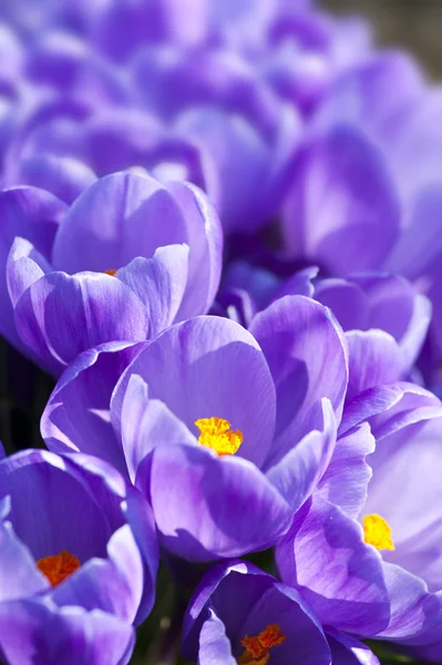 stock image Crocus