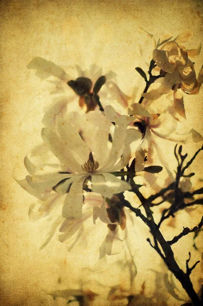 Grunge magnólia flores — Fotografia de Stock