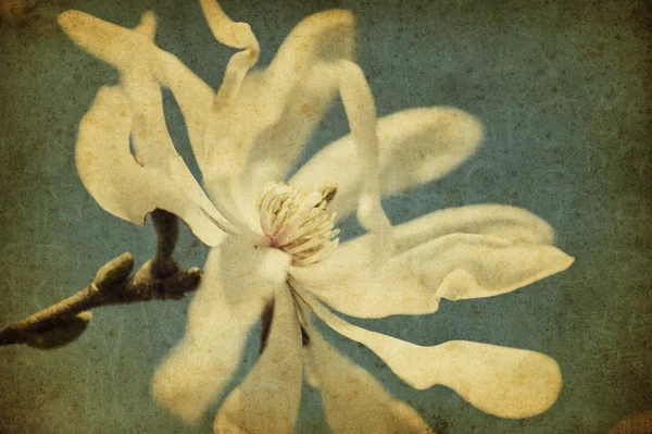 Grunge magnolia bloem — Stockfoto