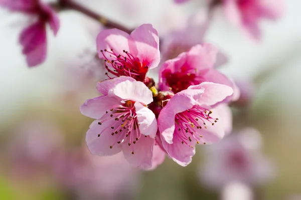 Perzik bloemen — Stockfoto