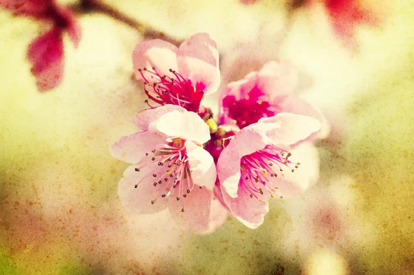 Granica brzoskwiniowy kwiat — Zdjęcie stockowe