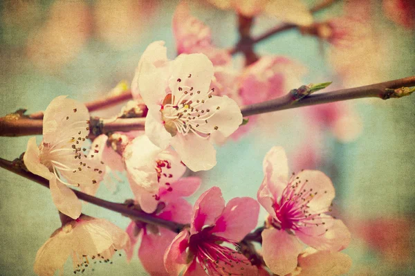 Grunge perzik bloemen — Stockfoto