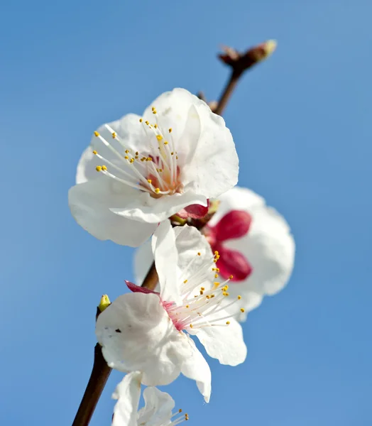 stock image Peach flowers