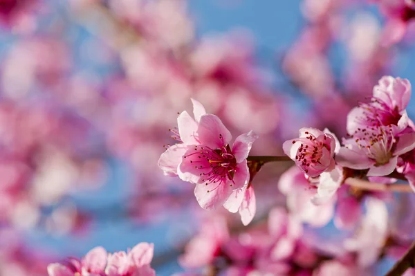 Perzik bloemen — Stockfoto