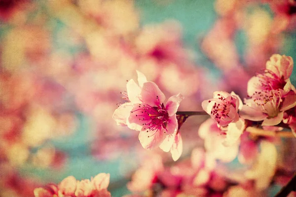 Гранж-персиковые цветы — стоковое фото