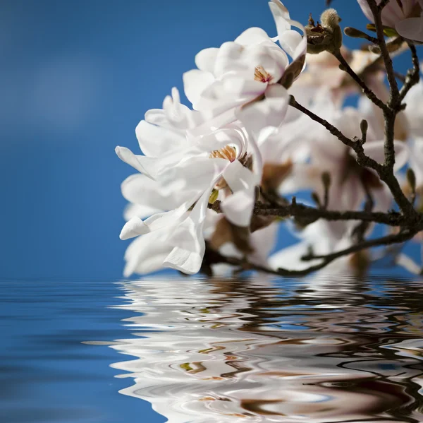 물에 목련 꽃 — 스톡 사진