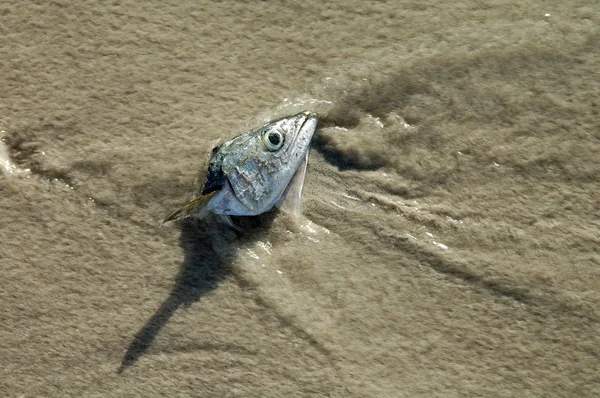 Cabeza de pez en la playa Imágenes de stock libres de derechos