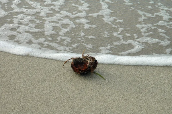 Καρύδα στην παραλία — Φωτογραφία Αρχείου